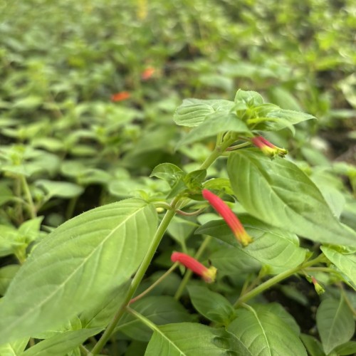 Cuphea 'Cupver' Vermillionaire® (firecracker plant)