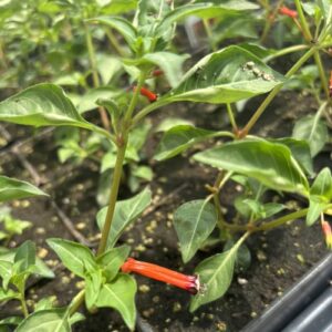 Cuphea ignea 'Cherrybells' (firecracker plant)
