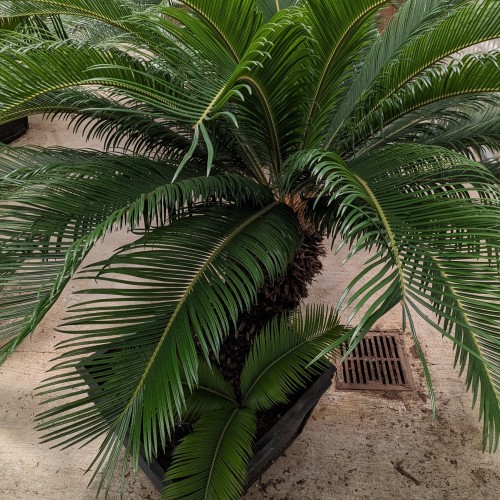 Cycas revoluta (sago palm)