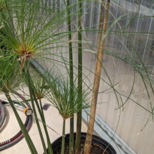 Cyperus alternifolius (umbrella plant)