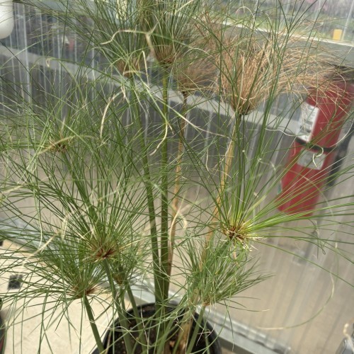 Cyperus papyrus (papyrus)