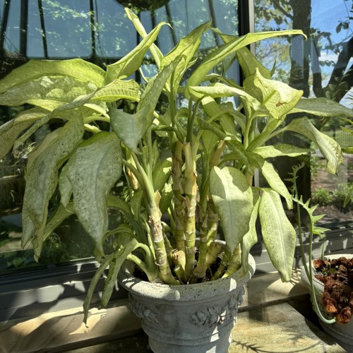 Dieffenbachia Camouflage (dumb cane)