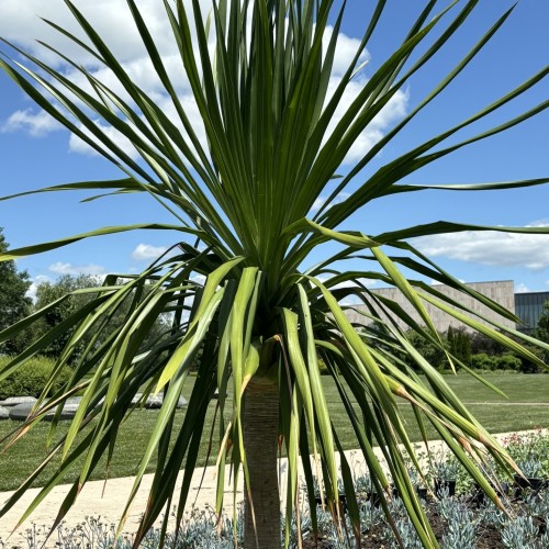 Dracaena arborea (slender dragon tree)