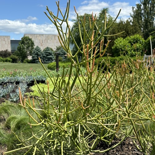 Euphorbia tirucalli 'Sticks on Fire' (pencil tree)