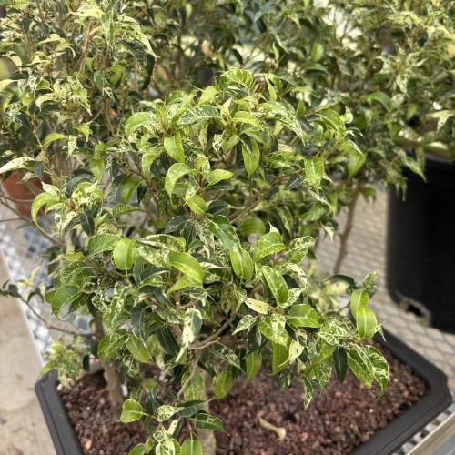Ficus benjamina 'Eldorado' (weeping fig)