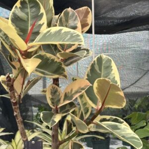 Ficus elastica 'Tineke' (rubber plant)