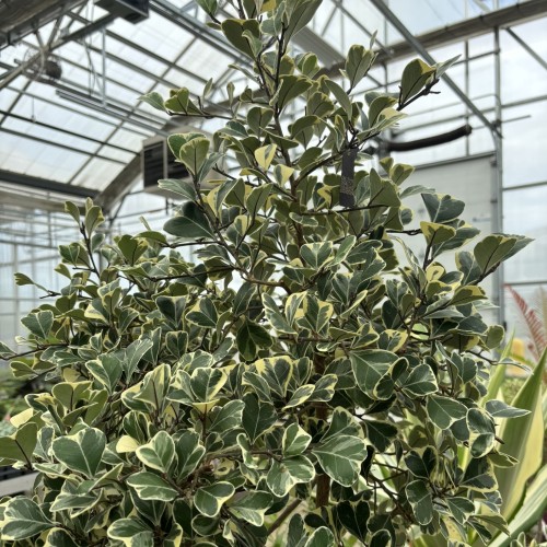 Ficus natalensis subsp. leprieurii 'Variegata' (triangle fig)