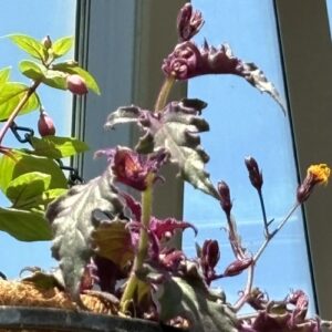 Gynura aurantiaca (purple velvet plant)