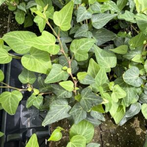Hedera helix 'Teardrop' (English ivy)