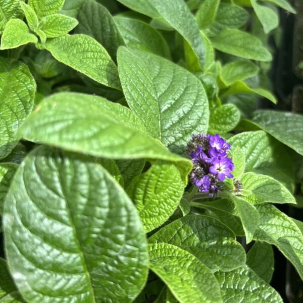 Heliotropium arborescens (unknown cultivar) Scentropia Dark Blue (heliotrope)