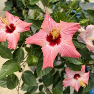 Hibiscus rosa-sinensis 'Seminole Pink' (Chinese hibiscus)