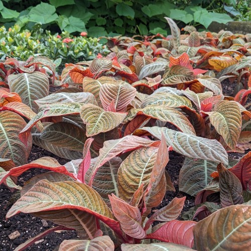 Hoffmannia ghiesbreghtii (taffeta plant)