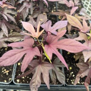 Ipomoea 'NCORNSP-0032SCRHI' Sweet Caroline Red Hawk (sweet potato vine)