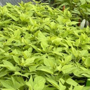 Ipomoea batatas 'Sweet Caroline Light Green' Sweet Caroline Series (sweet potato vine)