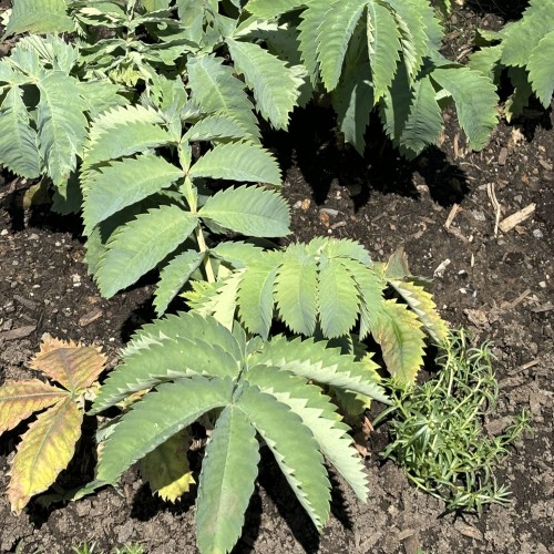 Melianthus major (honey bush)