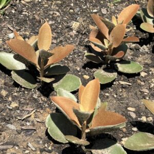 Kalanchoe orgyalis (copper spoons)