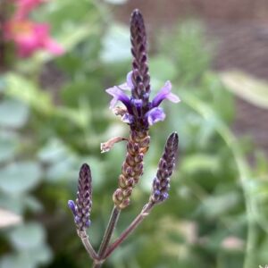 Lavandula canariensis (Canary Island lavender)