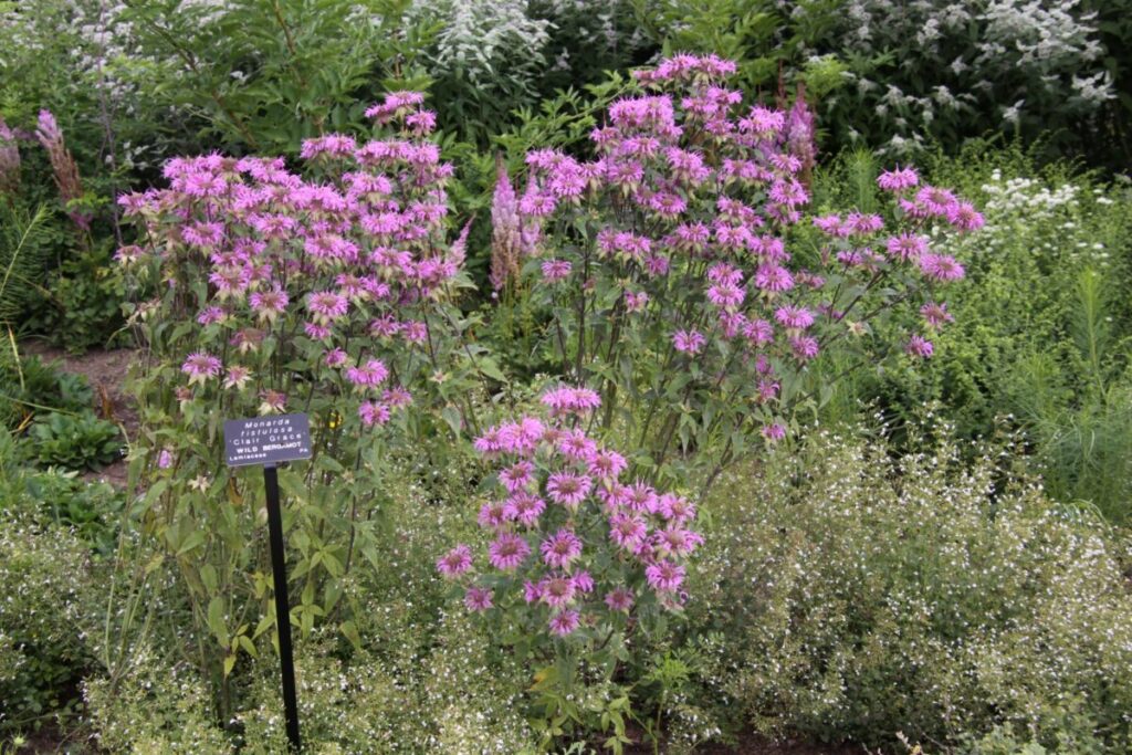 Monarda fistulosa 'Clair Grace' (wild bee balm)
