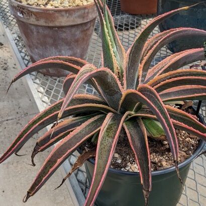 × Manfreda (assorted varieties) (mangave)