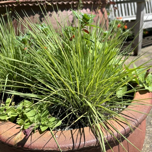 Melinis nerviglumis 'Savannah' (ruby grass)