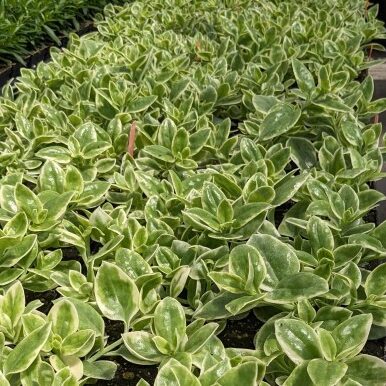 Mesembryanthemum 'Mesbicla' Mezoo Trailing Red (heartleaf ice plant)