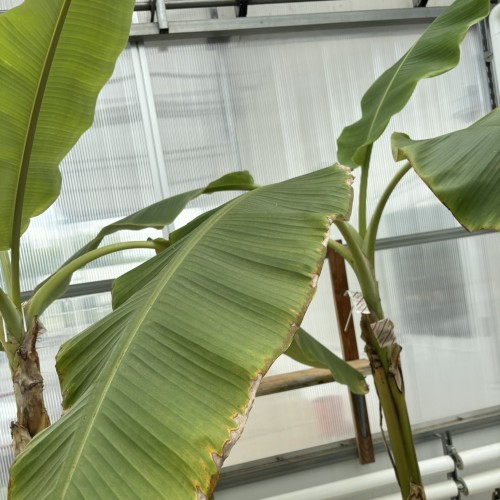 Musa 'Blue Java' (blue banana)