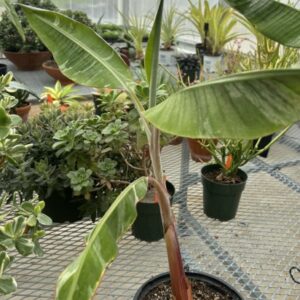 Musa 'Florida' (variegated banana)