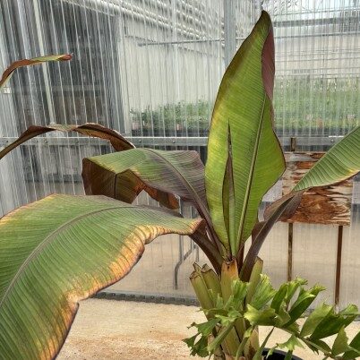 Musa basjoo (Japanese banana)