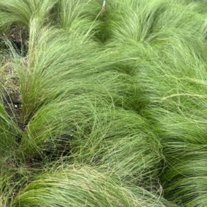 Nassella tenuissim 'Pony Tails' ColorGrass® (Mexican feathergrass)