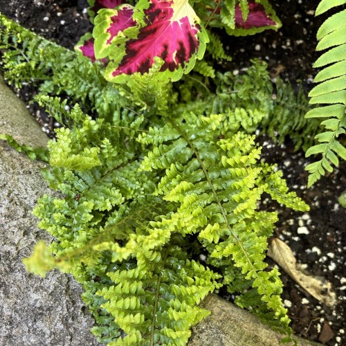 Nephrolepis exaltata 'Fluffy Ruffles' (Boston sword fern)