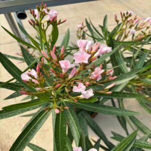 Nerium oleander 'Petite Pink' (oleander)