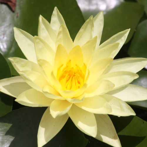 Nymphaea spp. (hardy waterlily)