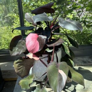 Philodendron 'Pink Princess' (philodendron)
