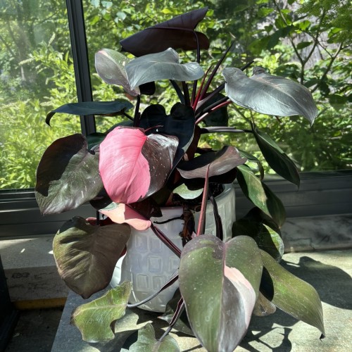 Philodendron 'Pink Princess' (philodendron)