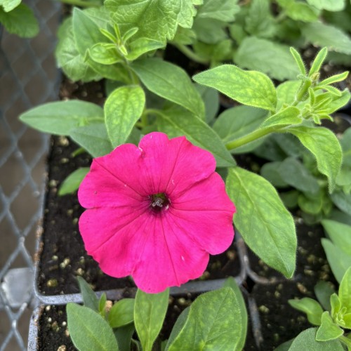 Petunia 'BHTUN65301' Supertunia® Vista Fuchsia (petunia)