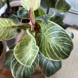 Philodendron 'Birkin' (philodendron)