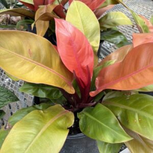 Philodendron 'Prince of Orange' (philodendron)