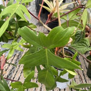 Philodendron 'Rudolph' (philodendron)