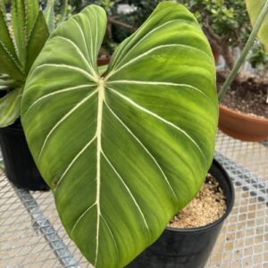 Philodendron gloriosum (philodendron)