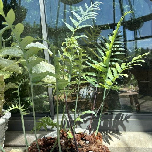 Phlebodium aureum 'Mandianum' (blue star fern)