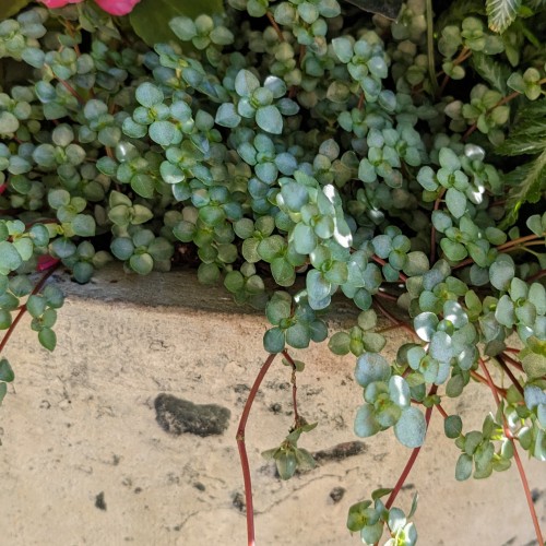 Pilea libanensis (gray artillery plant)