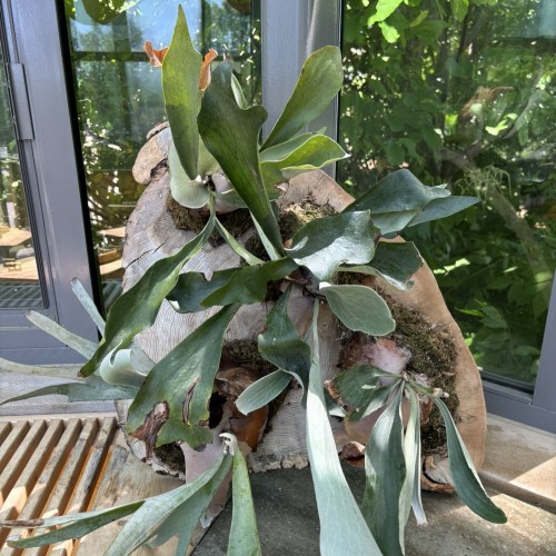 Platycerium grande (staghorn fern)