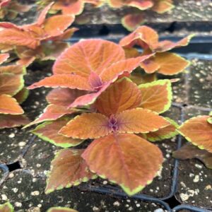 Plectranthus scutellarioides (unknown cultivar) ColorBlaze® Sedona Sunset (coleus)