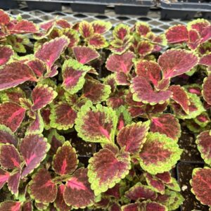 Plectranthus scutellarioides (unknown cultivar) ColorBlaze® Velveteen® (coleus)