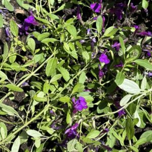 Salvia 'Novasalpur' Arctic Blaze® Purple (salvia)