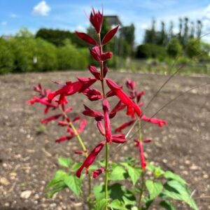Salvia splendens × darcyi 'Roman Red' (salvia)