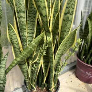 Sansevieria trifasciata var. laurentii (snake plant)