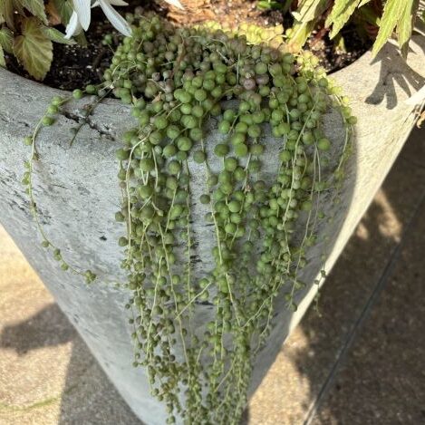 Senecio rowleyanus (string of pearls)