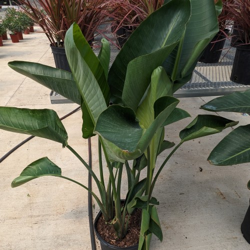 Strelitzia nicolai (white bird of paradise)