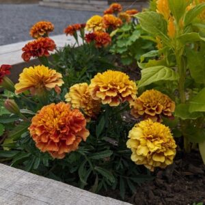 Tagetes patula (unknown cultivar) Strawberry Blonde (French marigold)
